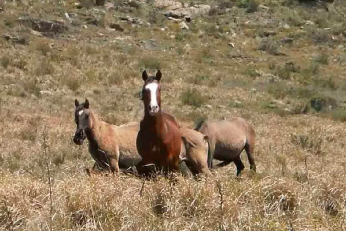 Polémica por la sobrepoblación de caballos salvajes en el Parque Tornquist