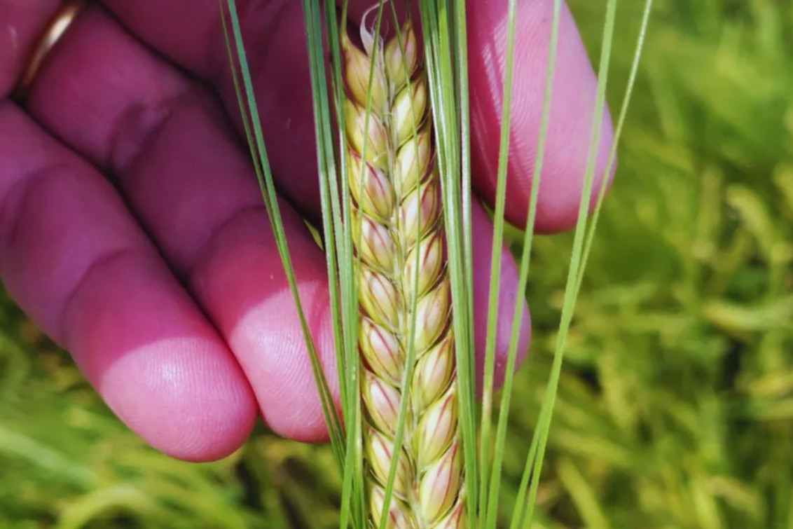 El INTA presentó Beatriz, una nueva cebada cervecera con mayor rendimiento y tolerancia al frío