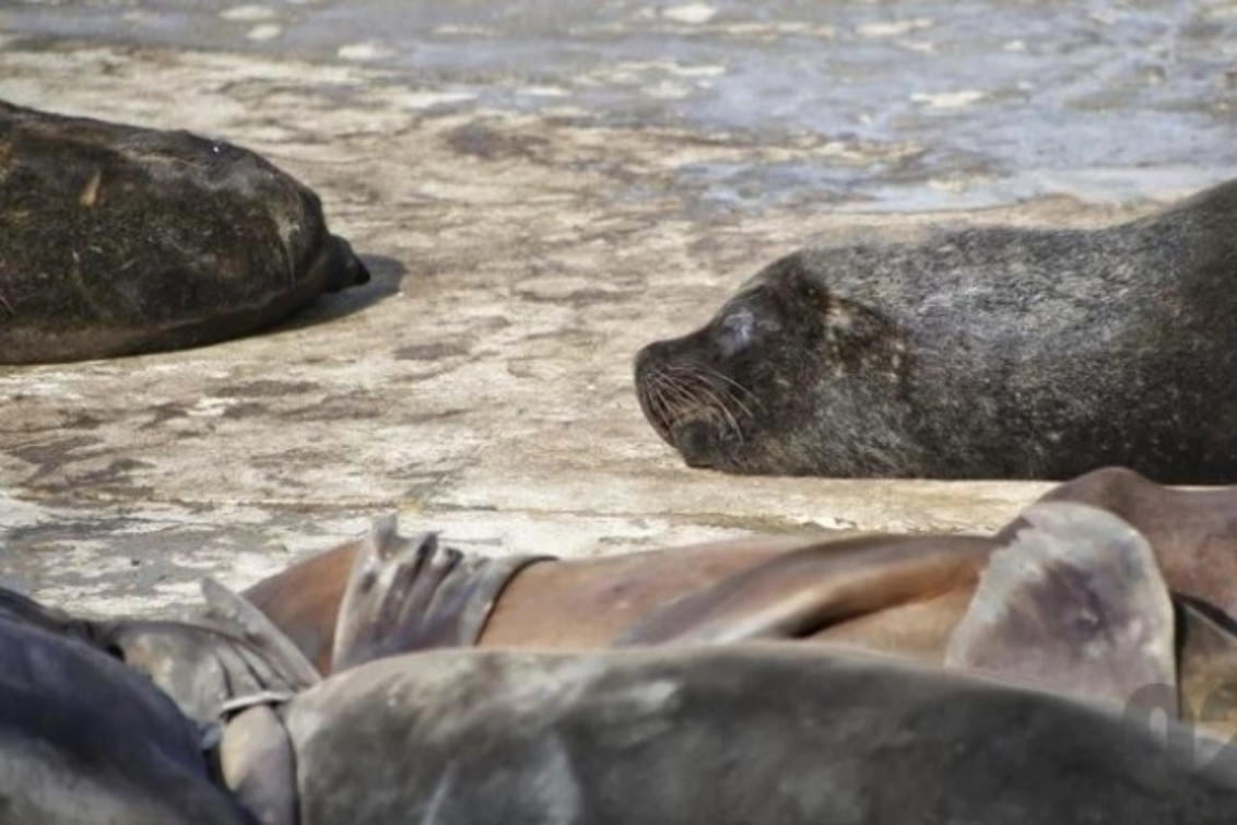 Confirmaron que los lobos marinos en Necochea murieron por gripe aviar
