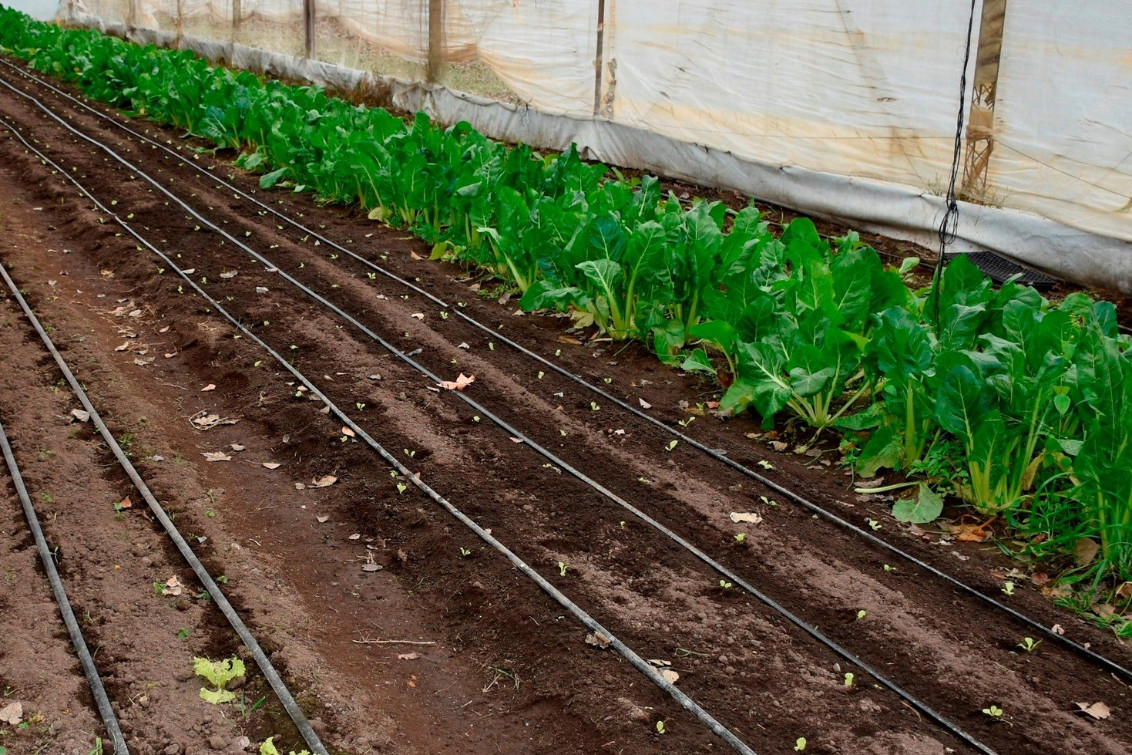 EL SÁBADO NUEVA EDICIÓN DEL MERCADO PRODUCTIVO: FRUTAS, VERDURAS, PLANTAS Y ARTESANÍAS