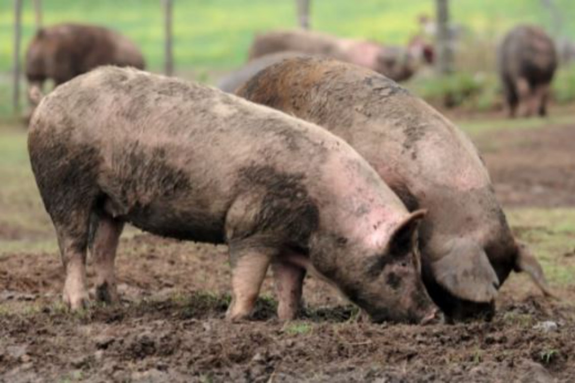 Quedó libre el acusado de sustraer porcinos en un campo de Saavedra