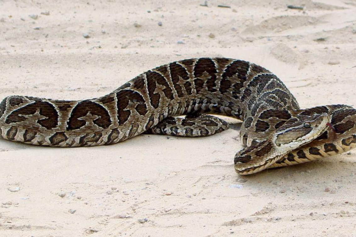 Reta: Una mujer fue mordida por una yarará en plena planta urbana