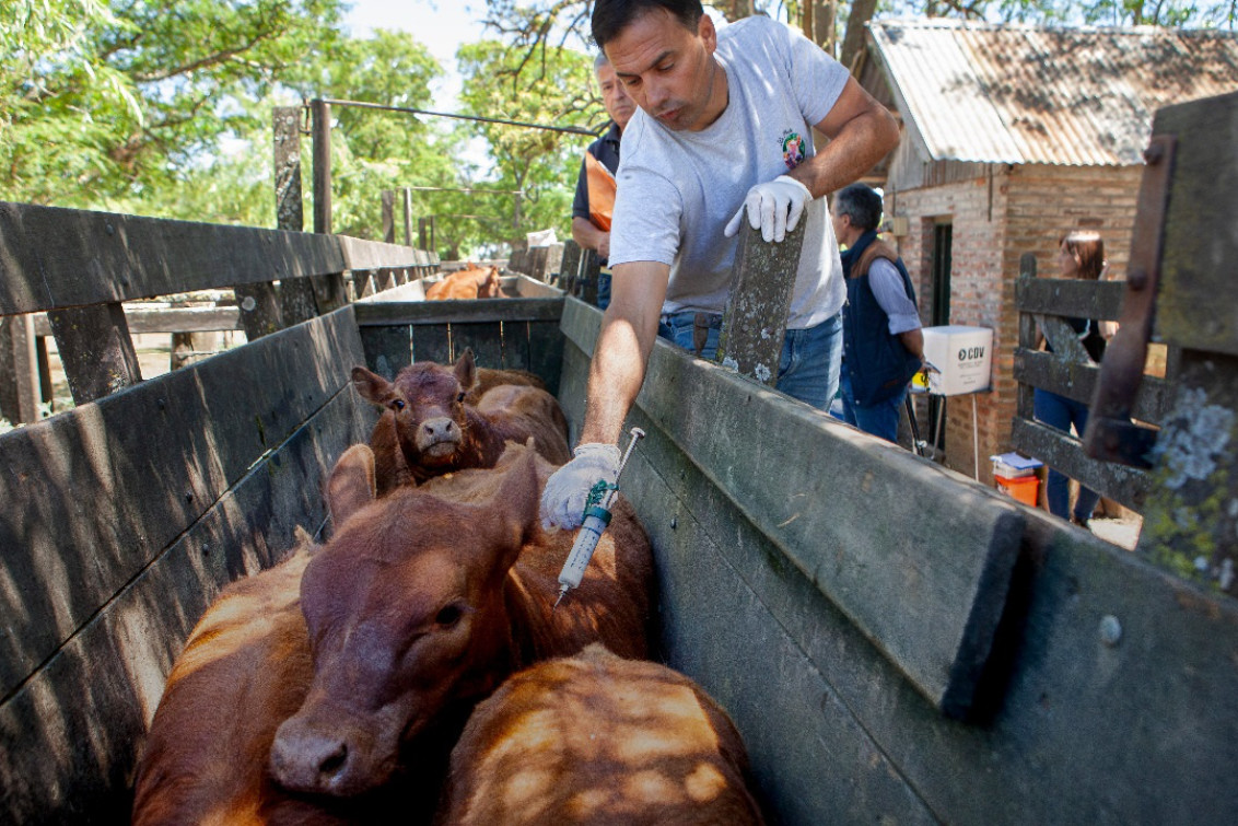 La Provincia también cuestionó la desregulación de la vacunación contra la aftosa: Es un riesgo 