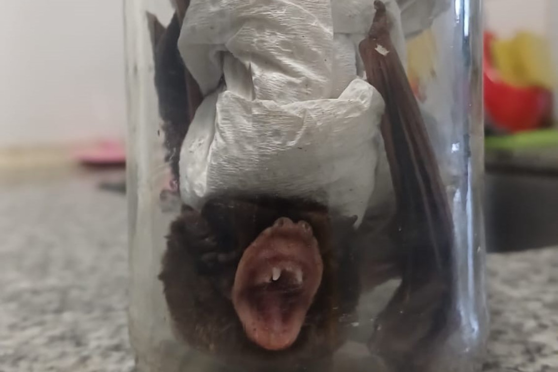 Vacunación en anillo por un nuevo caso de un murciélago positivo a rabia