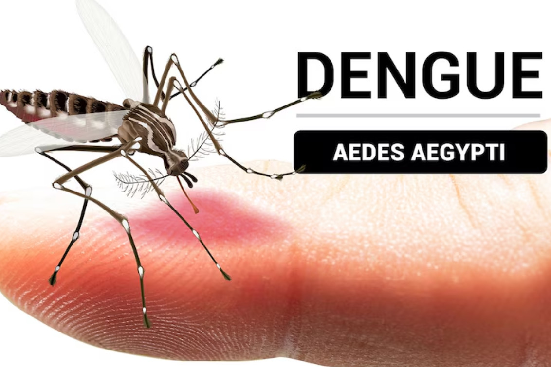 Nuevo caso de dengue en Bahía: Es importado, nos deja tranquilos, dijo una epidemióloga