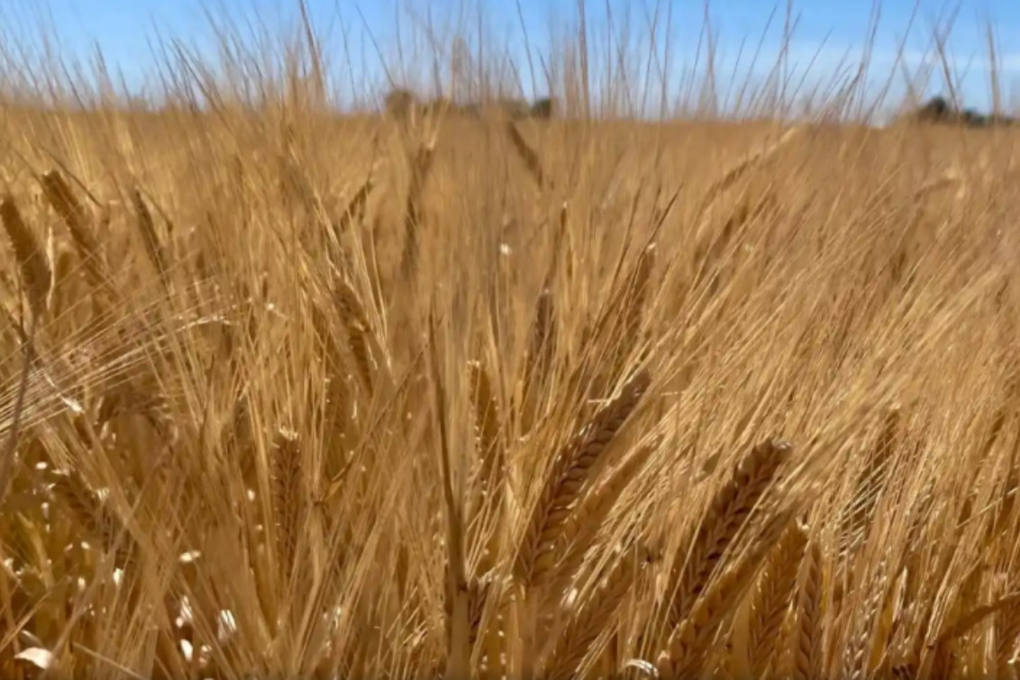  Las heladas le pusieron techo a la fina en varias zonas