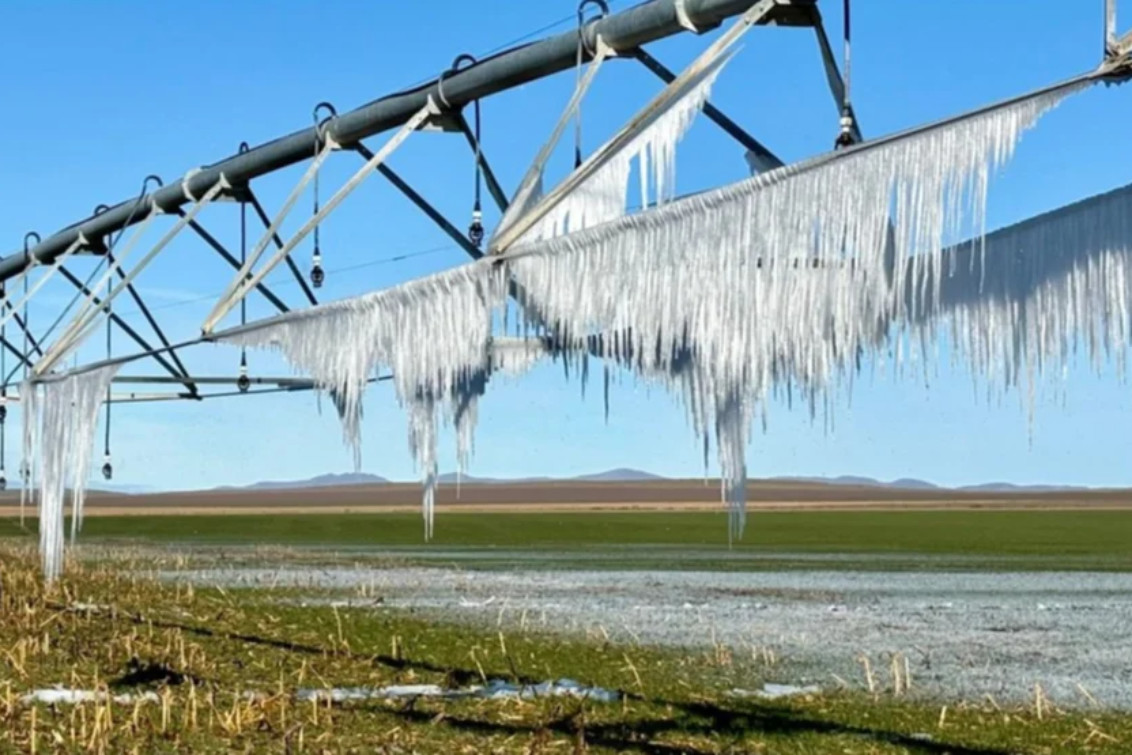  Trigo en el sudoeste bonaerense: Cuando el frío no es una sensación