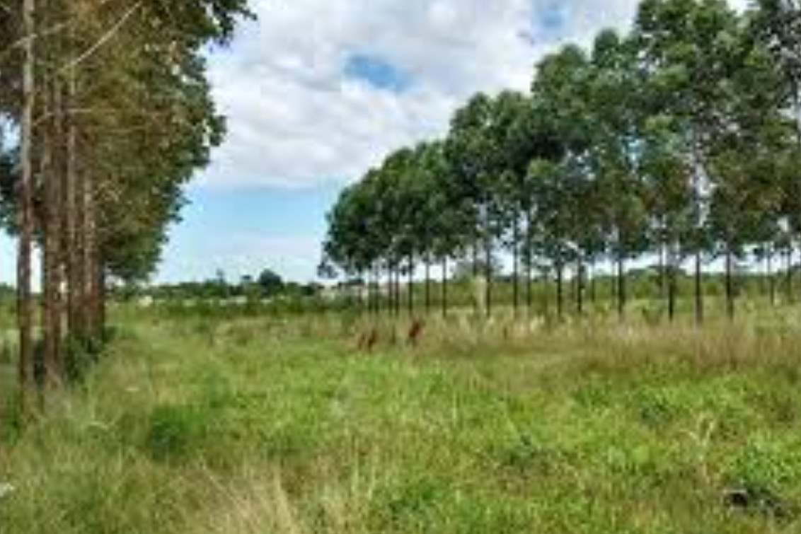 Plan de incentivo a la actividad forestal