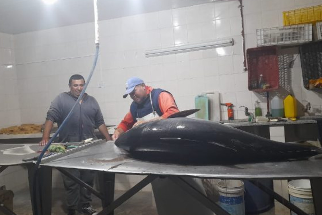  Encontraron un atún rojo de 95 kilos entre Reta y Claromecó