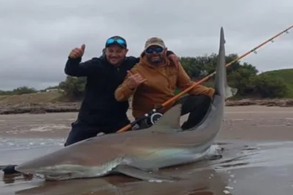  Pescaron un tiburón de más de 85 kilos desde la costa de Claromecó