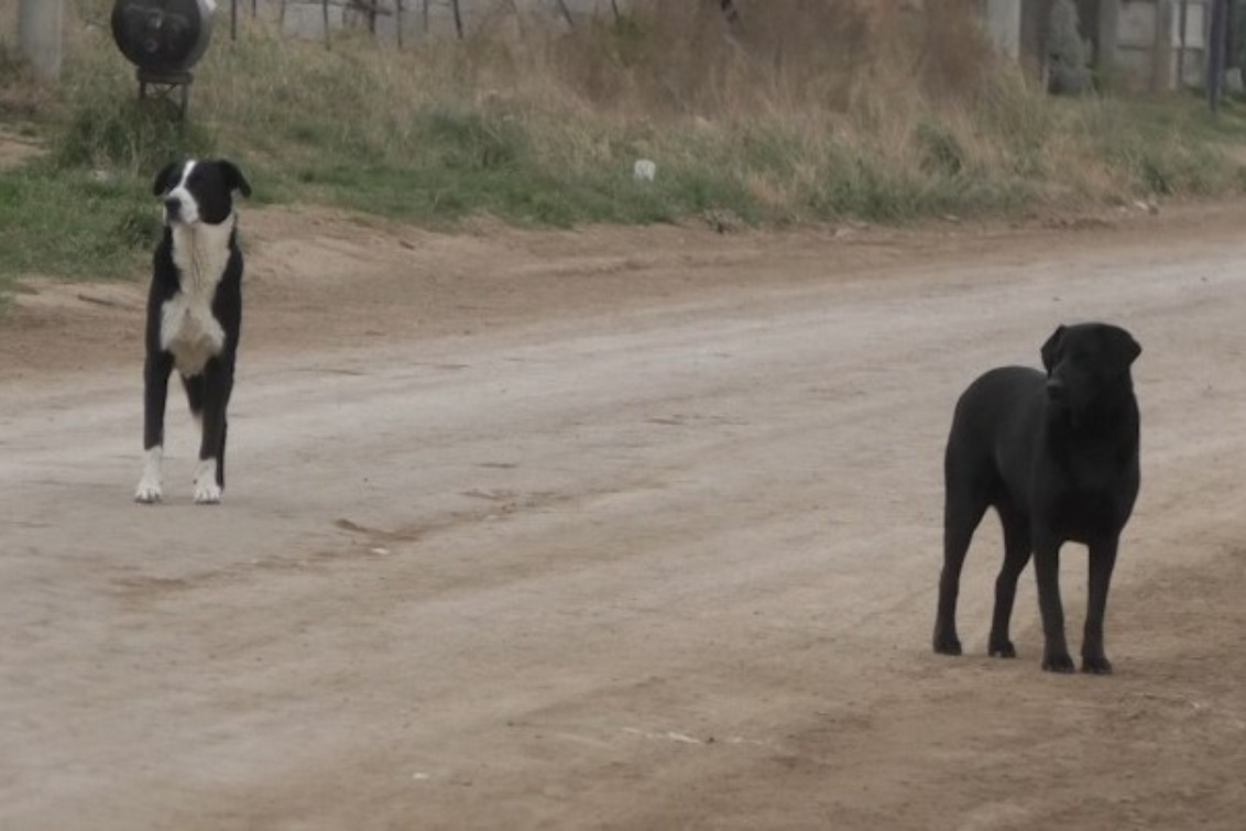  Preocupación en Coronel Pringles por los ataques de perros sueltos en la vía pública