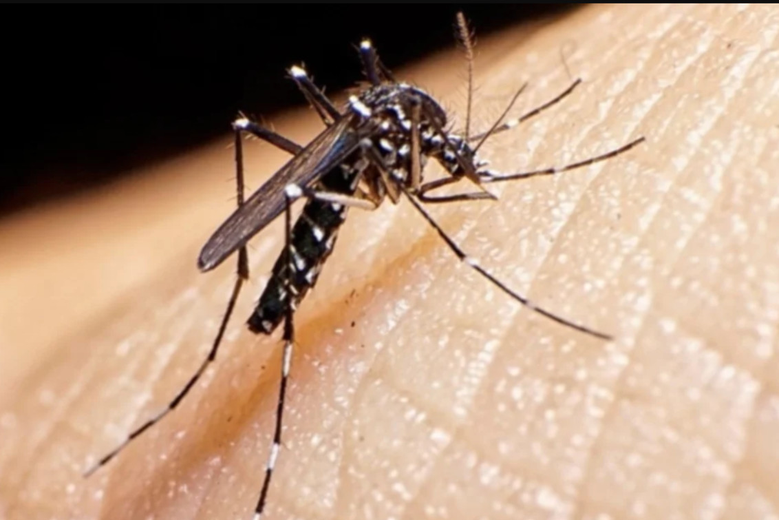 Dengue en Bahía: Hay circulación viral, pero en un sector bastante definido   