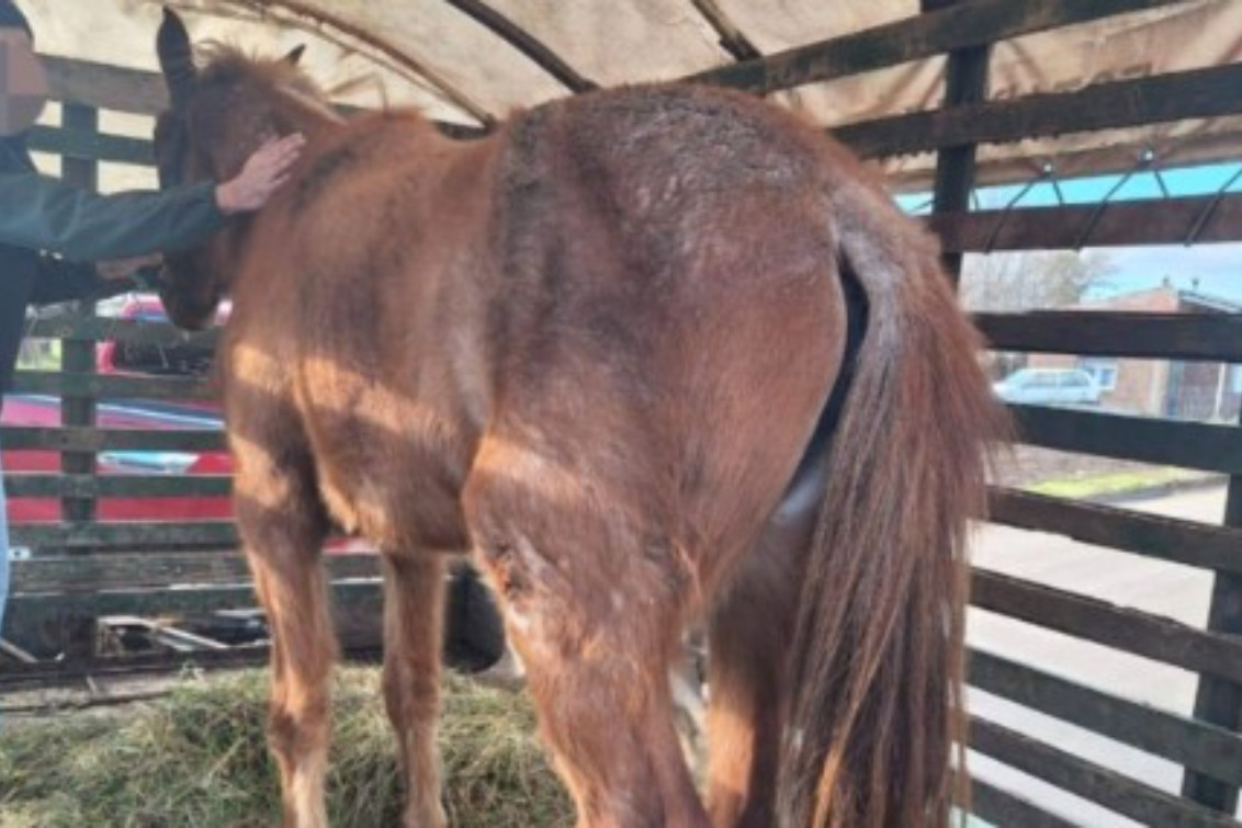 CORONEL SUÁREZ: El CPR rescató otro equino por malos tratos y actos crueles a los animales 