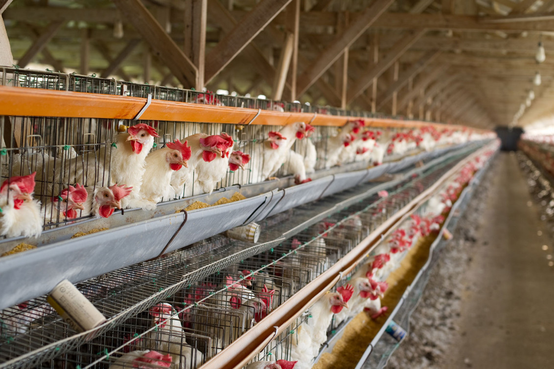Murieron 240 mil gallinas en Mar del Plata y Río Negro por gripe aviar