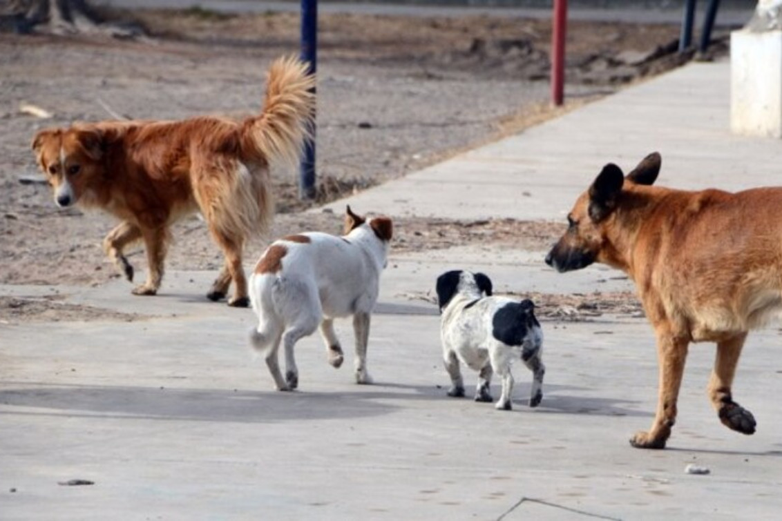 ENCUESTA: ¿Considera que está solucionado el problema de los perros sueltos en la vía pública?