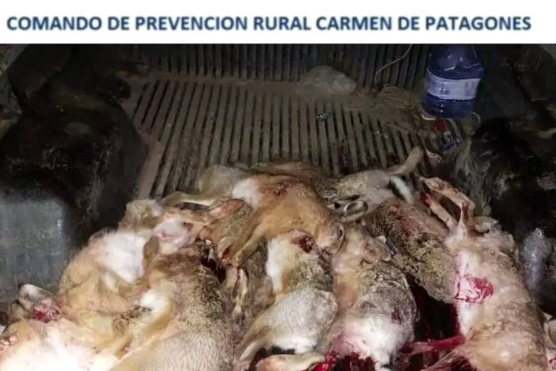 Stroeder: Infraccionaron a cazadores furtivos y secuestraron diez liebres