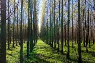 Plan de incentivo a la actividad forestal