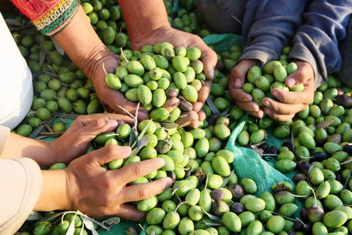  La Provincia confirmó que creará la Ruta del Olivo en el Sudoeste Bonaerense