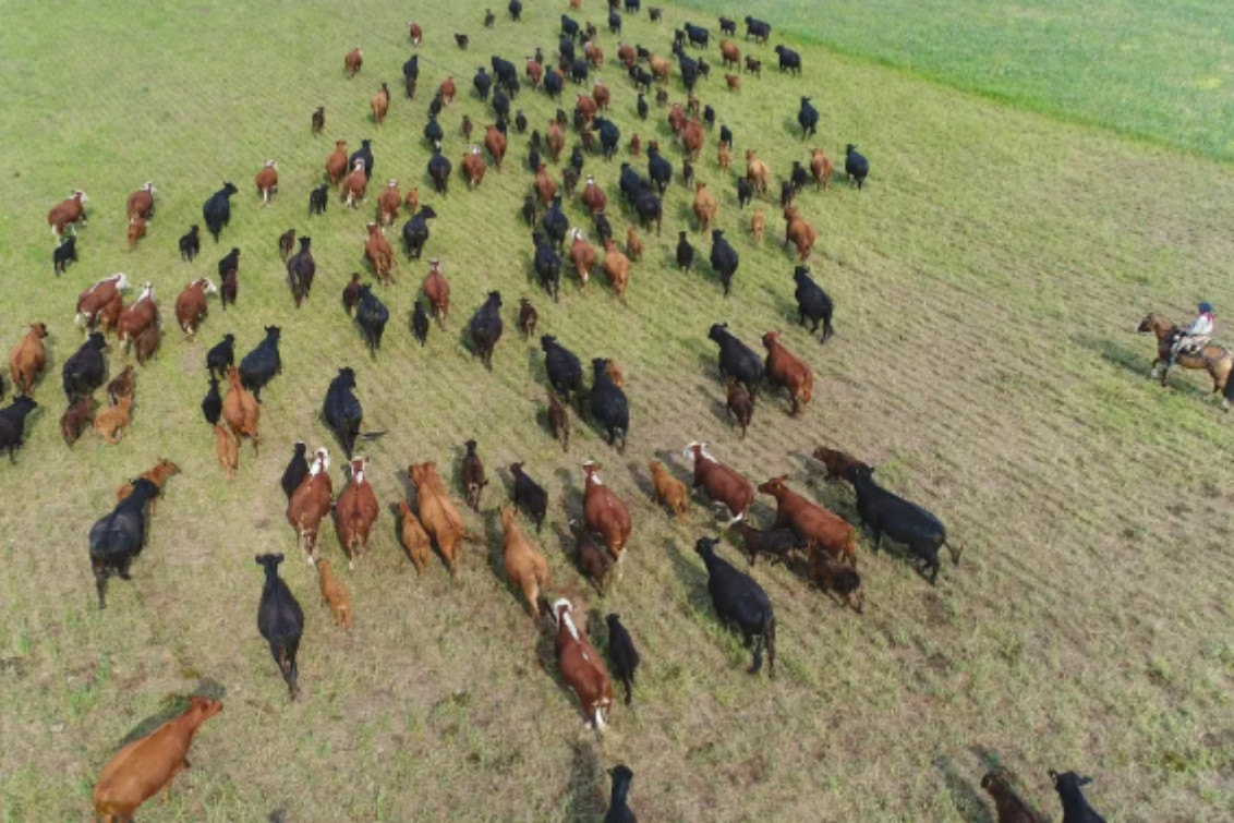 El rodeo vacuno sigue en caída en el país, aunque en PBA se mantiene estable