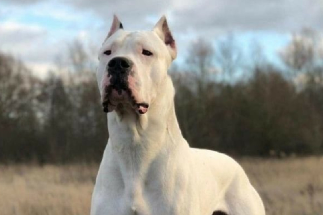 REGISTRO DE ANIMALES DE RAZAS POTENCILMENTE PELIGROSAS