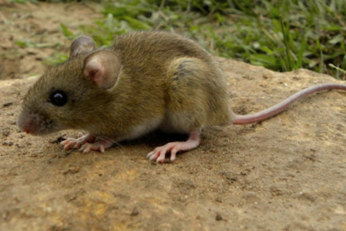  Hantavirus: Recomendaciones clave para reducir riesgos