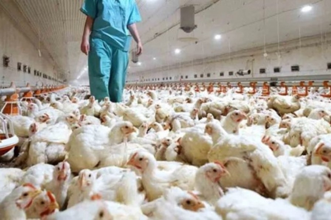 Confirman un nuevo caso de gripe aviar en el país