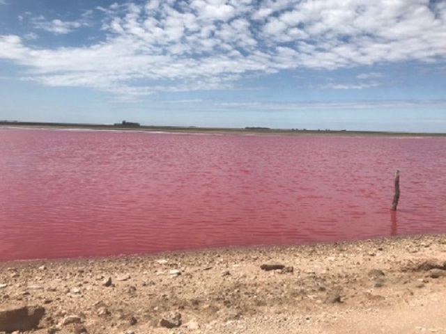 Preocupación por extraña coloración en laguna de Darregueira