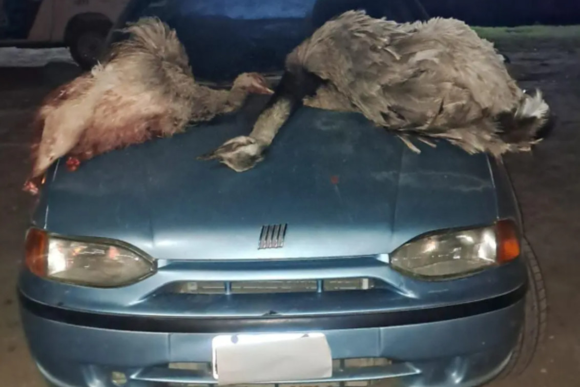 Punta Alta: Cuatro detenidos por caza furtiva de ñandúes