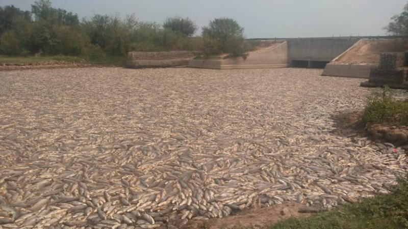 Miles de peces muertos: impactantes imágenes de la sequía y el cierre de compuertas en Formosa