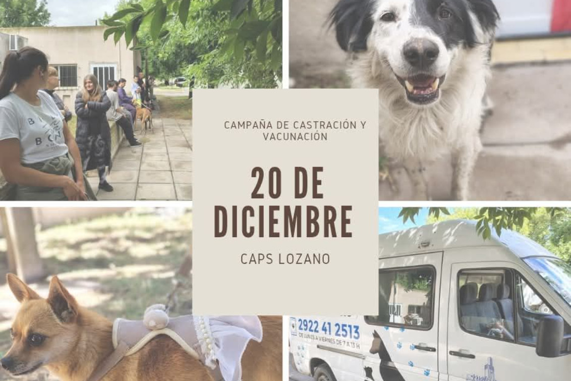 Importante participación en la campaña de castración y vacunación en la Salita Lozano