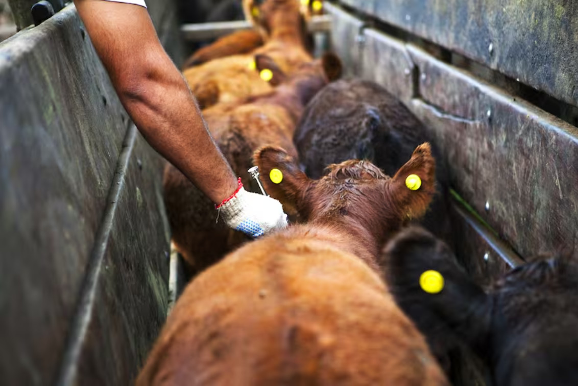 El Senasa libera la elección del veterinario para la vacunación de ganado