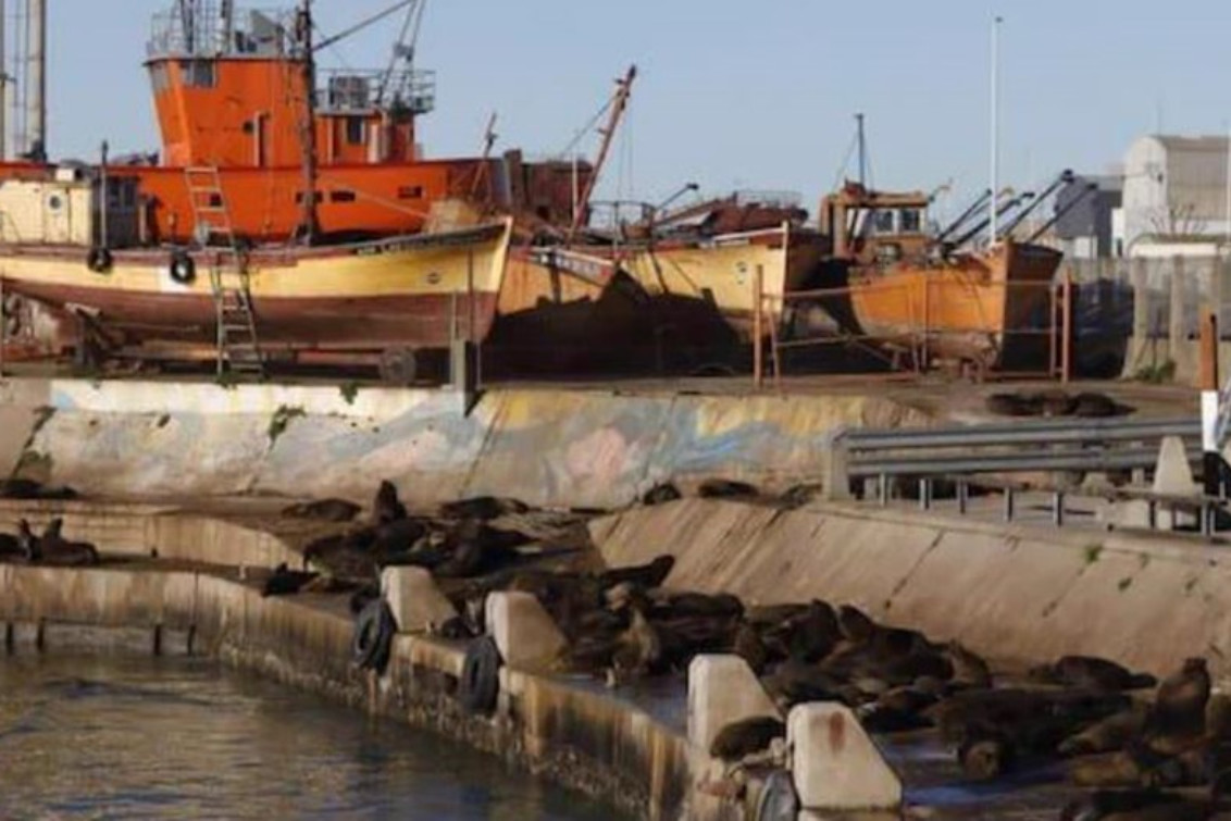 MAR DEL PLATA: Cerraron la escollera sur por casos de gripe aviar en lobos marinos