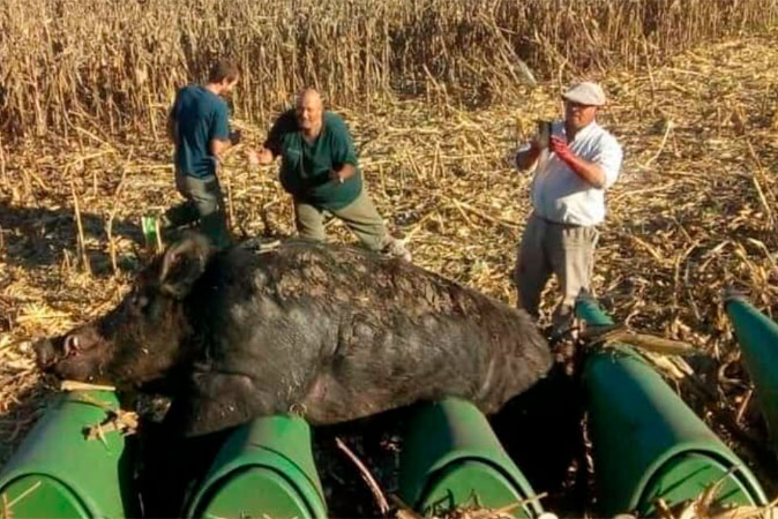   Fotografiaron a un gigantesco jabalí que quedó atrapado en una cosechadora