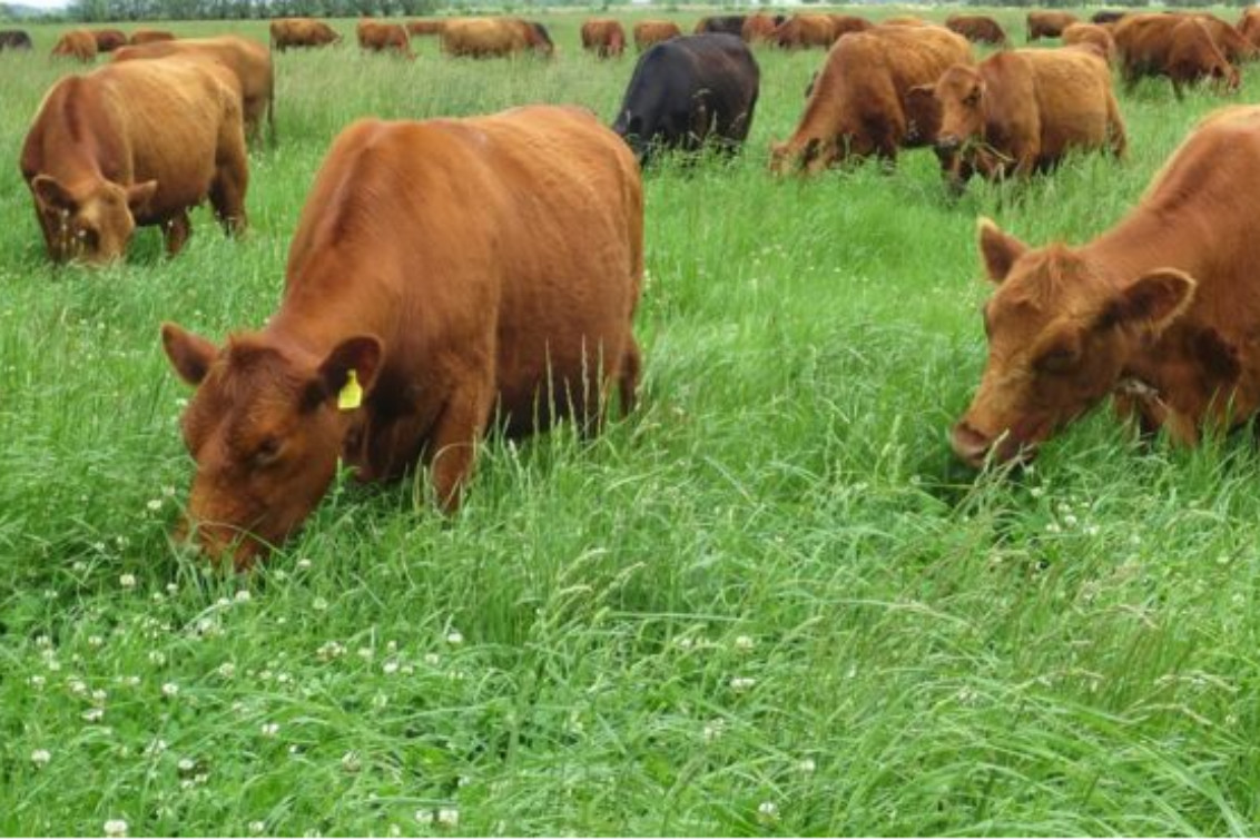  Provincia lanza  financiamiento para pasturas en el sudoeste bonaerense que incluye a Pringles