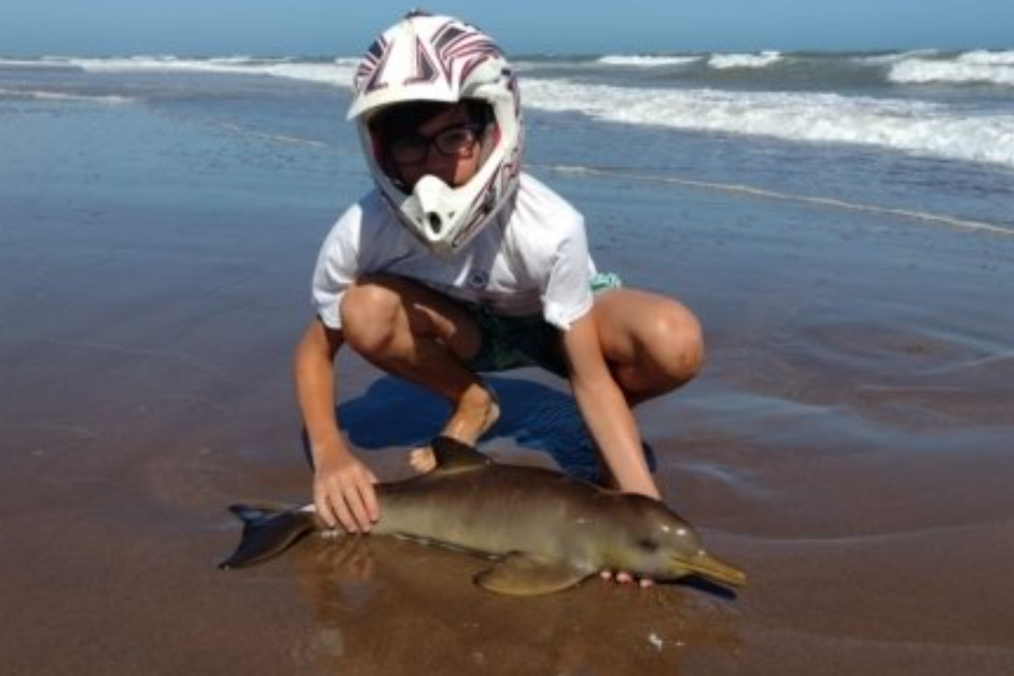 Rescataron un pequeño delfín en Orense y lo devolvieron al mar 