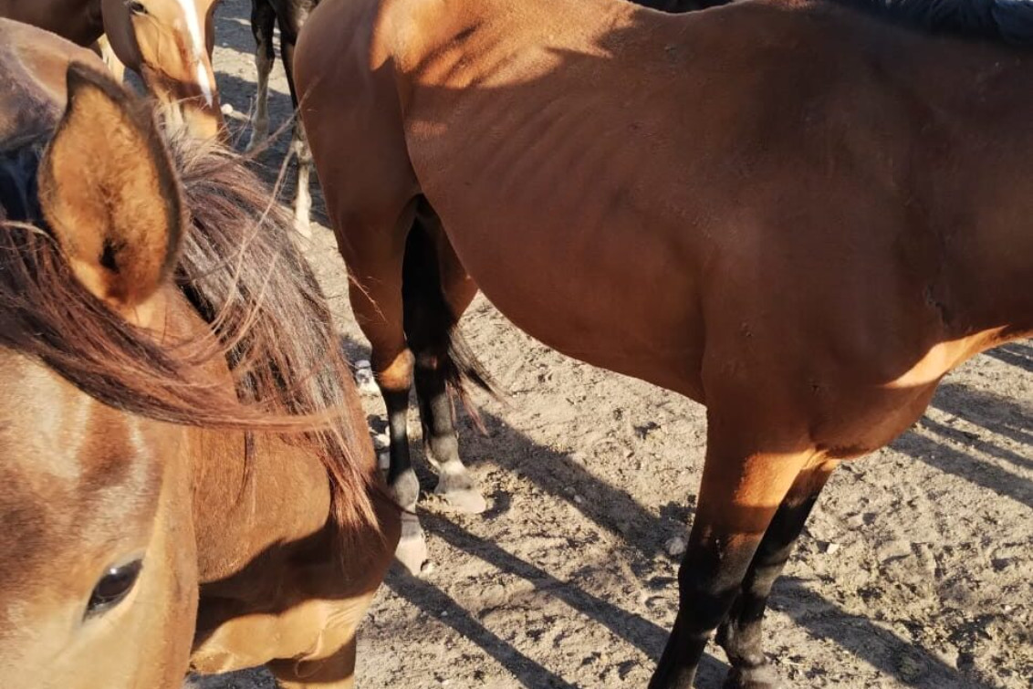 Condenan a un hombre a 3 meses de prisión por maltratar caballos en Coronel Pringles