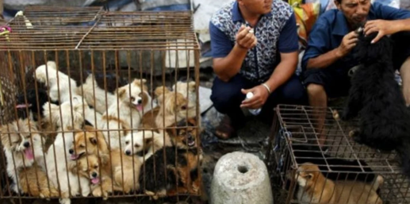   Coronavirus en China: pese a la prohibición siguen vendiendo perros como alimento humano