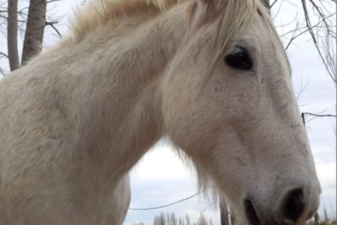  Robaron y faenaron un caballo que acompañaba a pacientes en tratamientos de equinoterapia