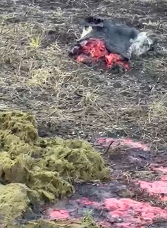 “Ésto no es nuevo para mí, me cortan alambres y me roban animales, es muy desgastante