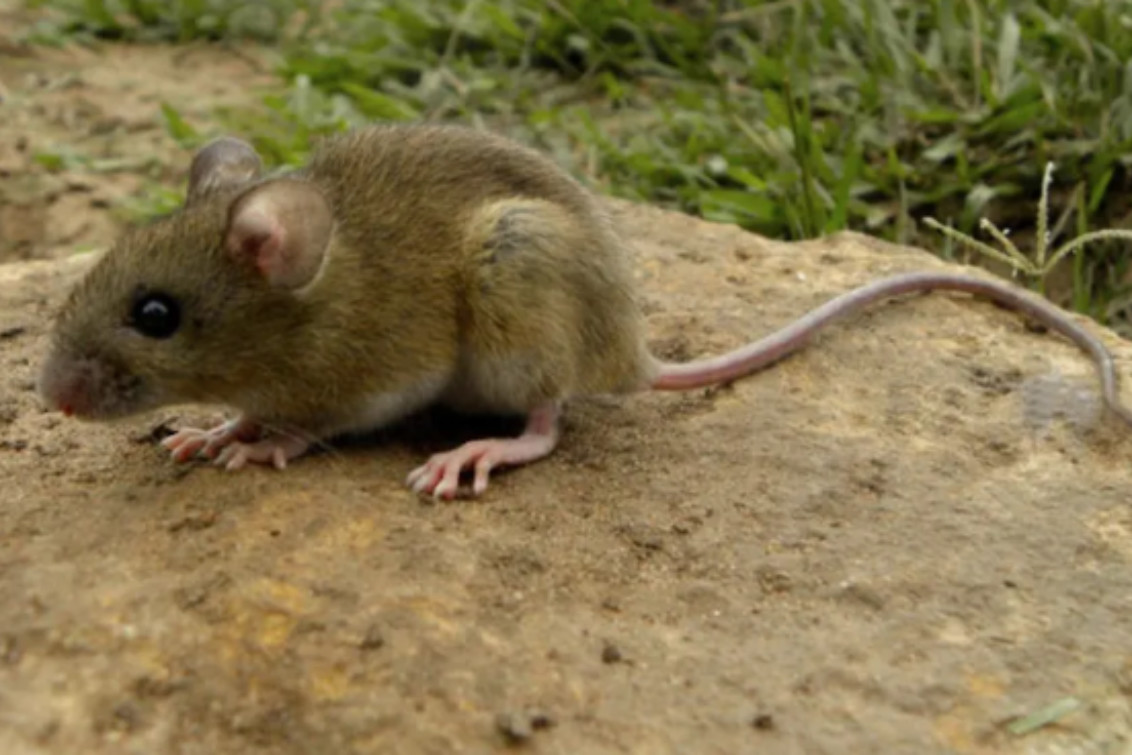 Alerta hantavirus: repunte de casos y fallecidos confirman un brote no estacional