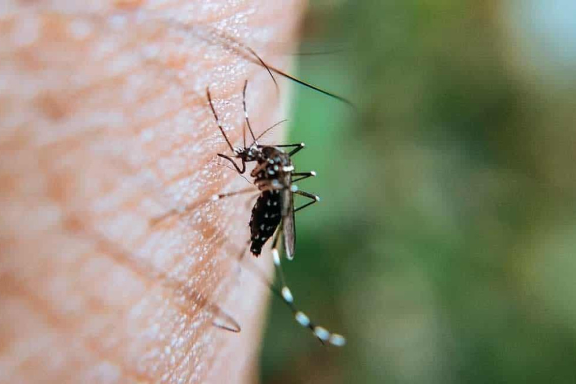 El dengue en la Argentina ya acumula más de 315 mil casos  