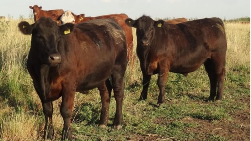 Ruralistas de La Pampa donan novillos para repartir carne gratuita con los mas necesitados