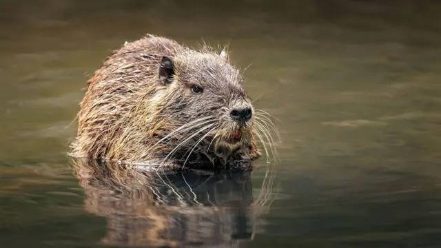 Muerte de la nutria: la UNS repudió el hecho pero no sancionará al estudiante