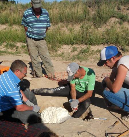 Intensa tarea en “La Paloma” para la extracción de los restos fósiles 