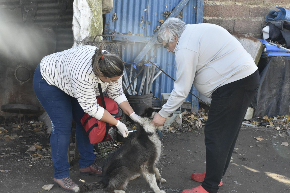 Vacunación en anillo en el Barrio Roca tras detectar un murciélago con rabia