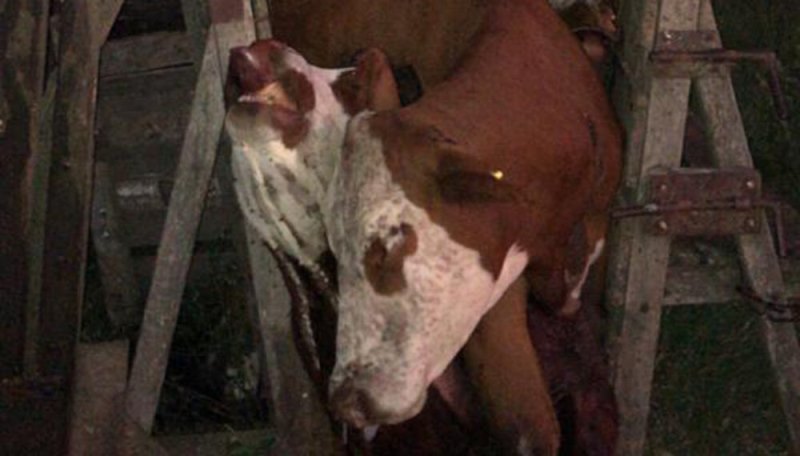 Le entraron al campo, carnearon una vaca y le dejaron 13 animales aplastados en una manga