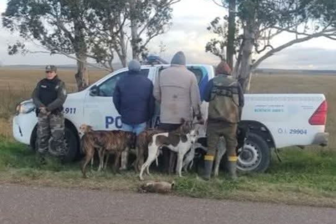 Stegmann: Cazaban con galgos y los interceptaron