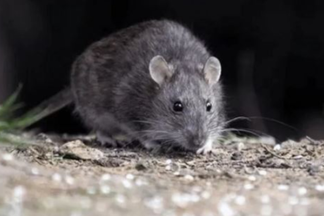 Alerta hantavirus: un joven de 14 años murió en San Andrés de Giles