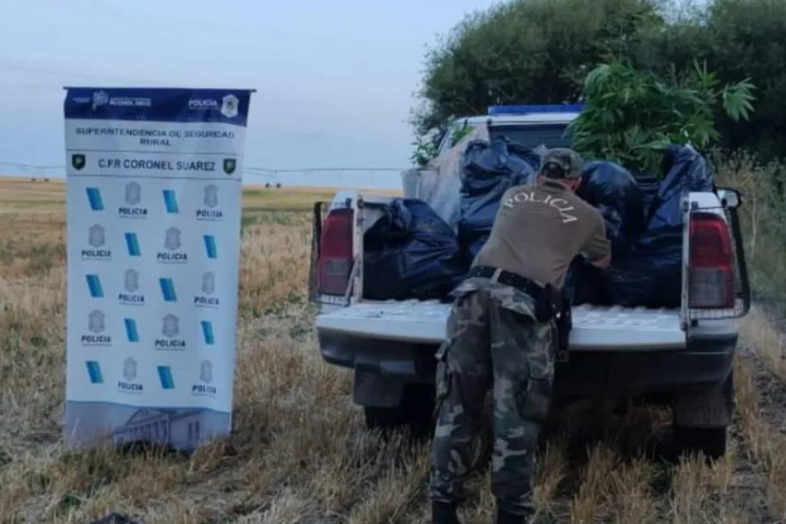 CPR SUÁREZ: SECUESTRO DE 654 DE PLANTAS DE MARIHUANA 