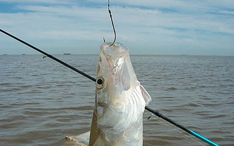 La pesca deportiva ya se ha habilitado en 5 distritos de la región 